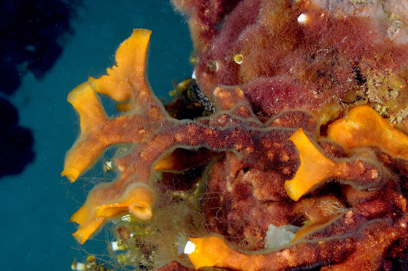 Schizoporella errata